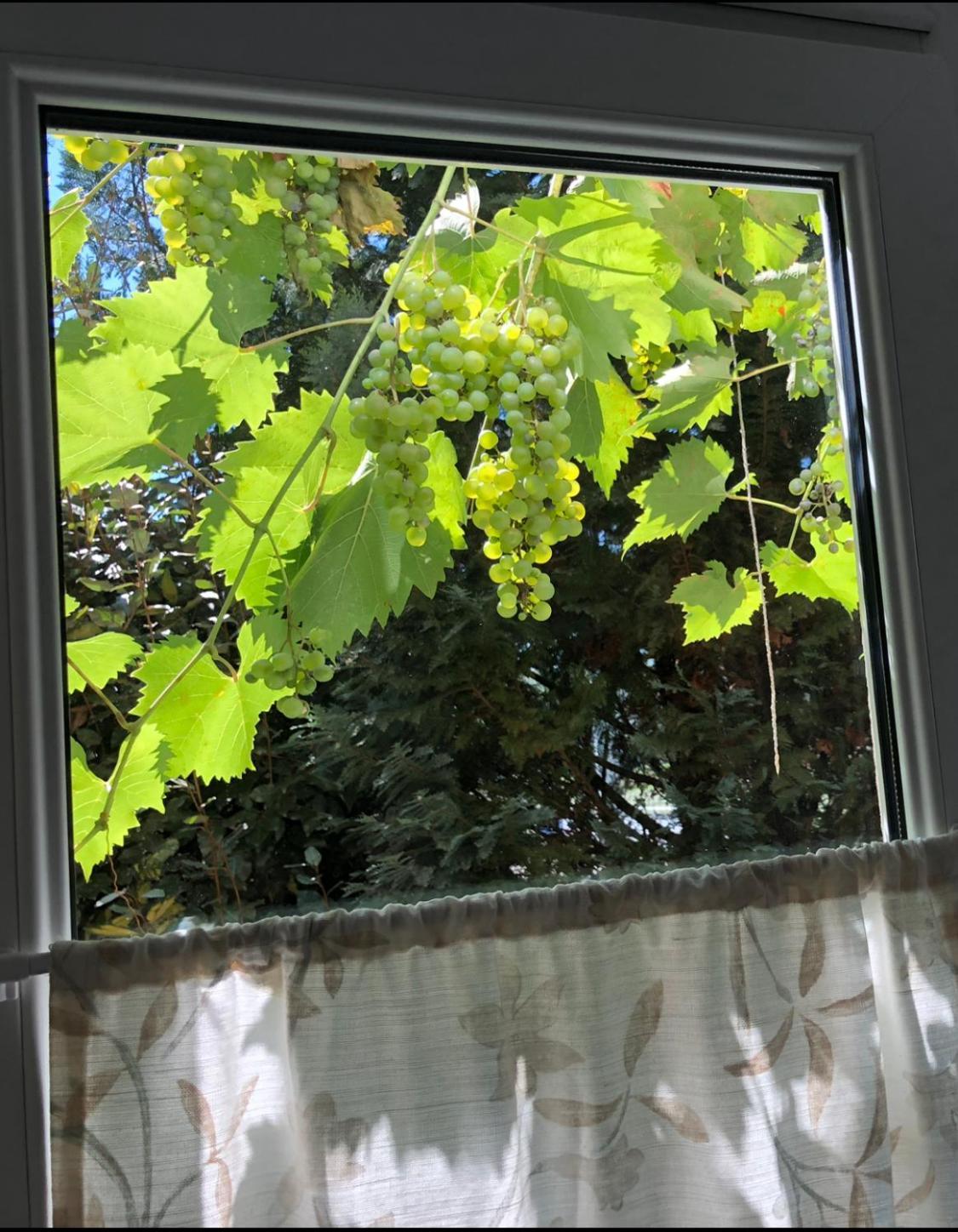 Apartament Mosel-Erker Reil Zewnętrze zdjęcie